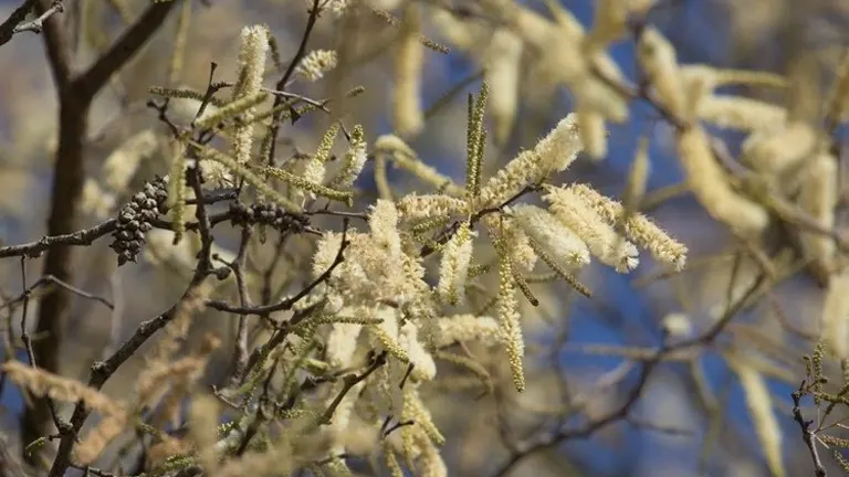 Knob Thorn Tree