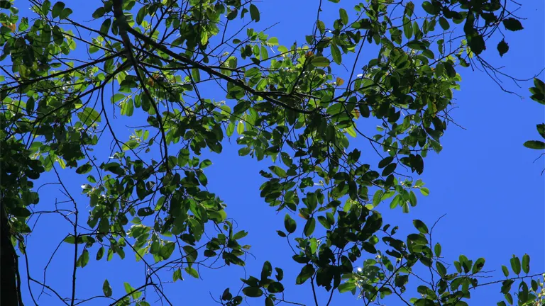 Green leaves of Manggachapui tree against a clear blue sky.