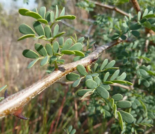 Close-up of Senegalia mellifera (Black Thorn) branch with small green leaves and sharp thorns.