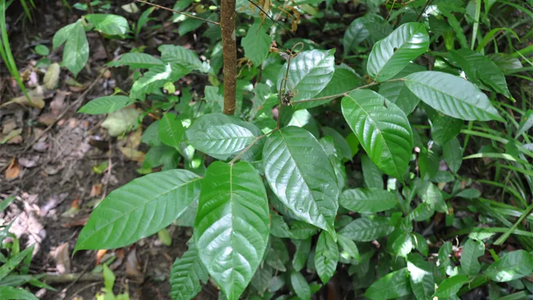 Manggachapui Tree