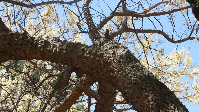 Upward view of Knob Thorn Tree with rough, knobby bark and branching limbs.