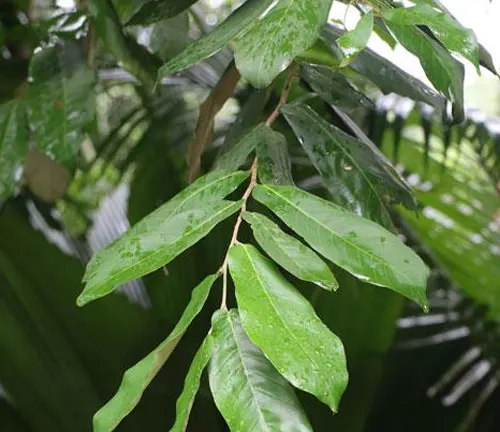 Hopea helferi leaves with rain droplets.