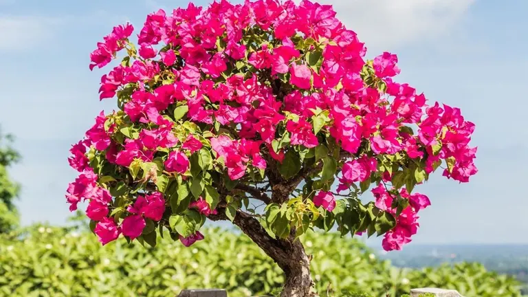 Bright pink Bougainvillea tree with dense foliage against a clear sky backdrop.