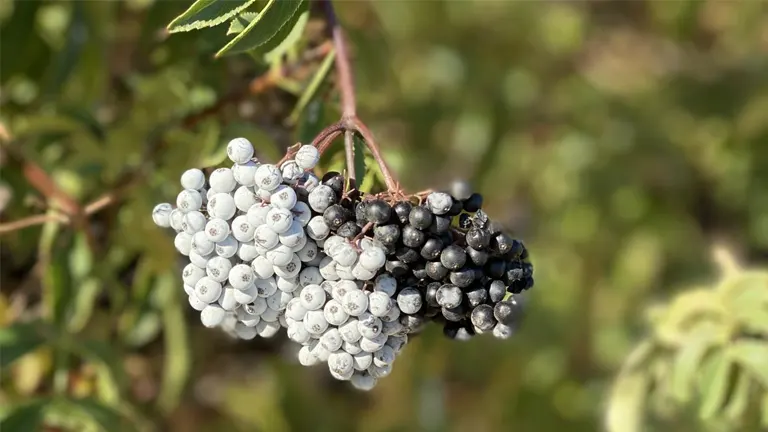 Close-up of elderberry tree branch with clusters of ripening white and black elderberries.