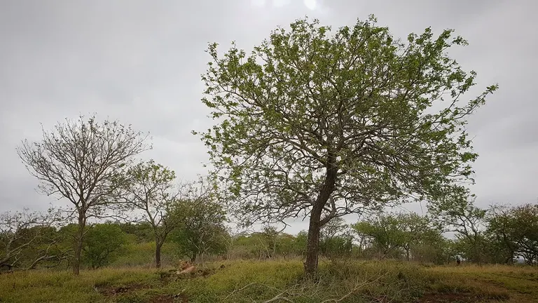 Knob Thorn Tree in a grassy savanna landscape under cloudy skies.