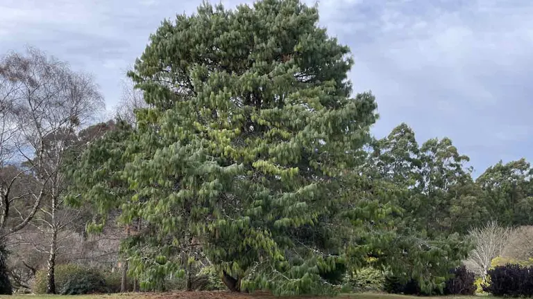 Large Patula Pine Tree (Pinus patula) with dense green foliage in a natural outdoor setting.