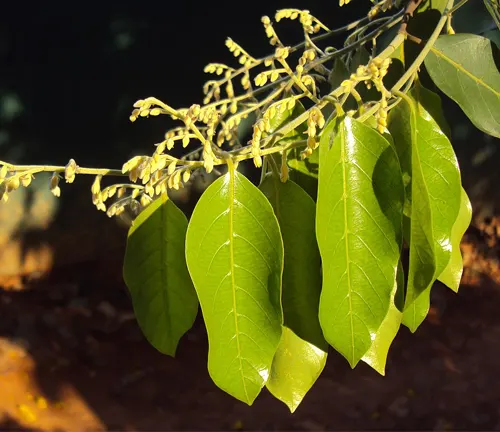 Hopea odorata leaves and budding flowers.