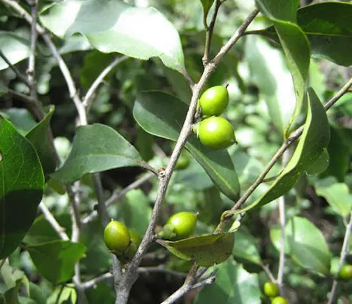 Diospyros abyssinica branch with green fruit and glossy leaves.