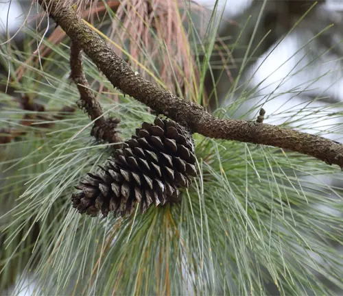 Branch of Montezuma Pine (Pinus montezumae) with elongated needles and a single cone.