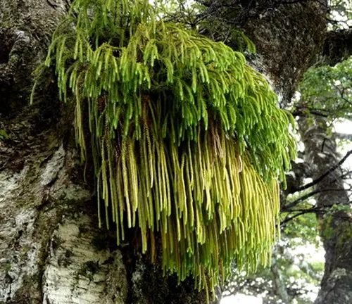 Hopea acuminata tree with dense hanging foliage.