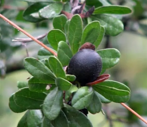 Close-up of Diospyros Texana tree fruit and leaves.