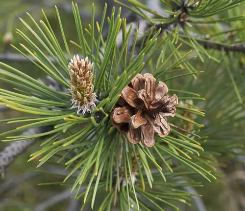 Close-up of Hartweg’s Pine (Pinus hartwegii) showing needles, a developing cone, and a mature cone.