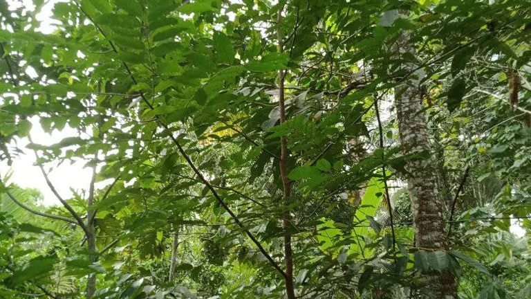 Manggachapui tree with lush green foliage in a forest.