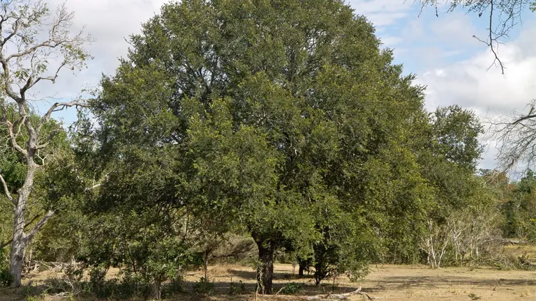 African Ebony (Jackalberry) tree with a broad, leafy canopy in a dry savanna setting.