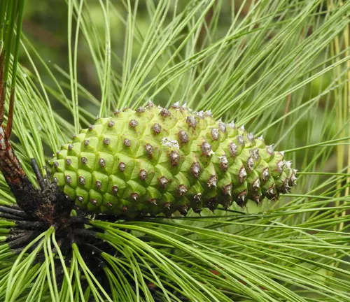 Green cone of Smooth-bark Mexican Pine (Pinus pseudostrobus) surrounded by long, slender needles.