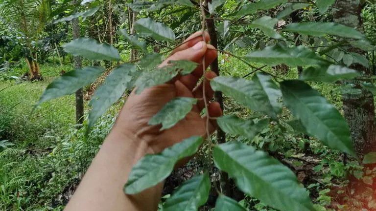 Hand holding a branch of Manggachapui tree with green leaves.