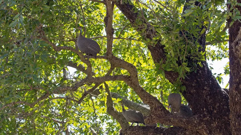 Guineafowl perched in the branches of an African Ebony (Jackalberry) tree.