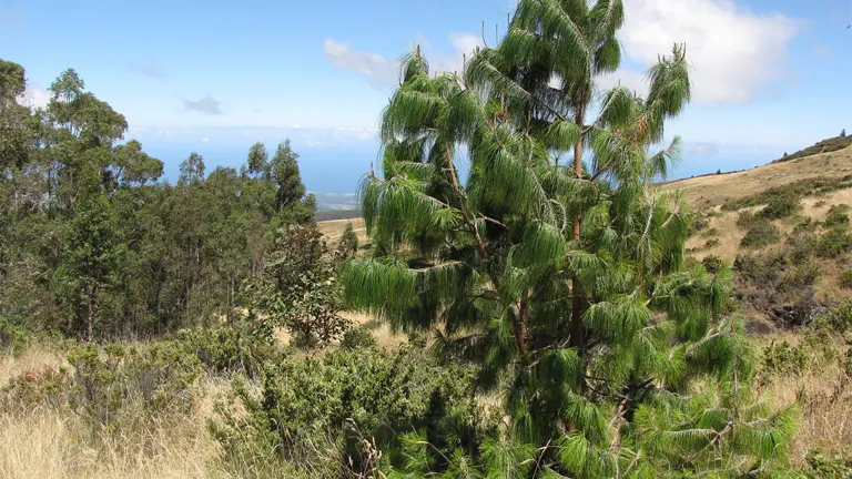 Young Patula Pine Tree (Pinus patula) in a hilly landscape with clear skies