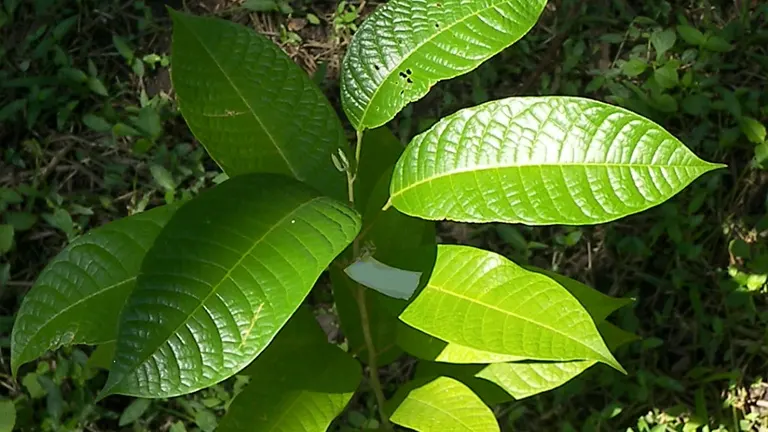 Top view of Palosapis tree leaves with glossy green surface.