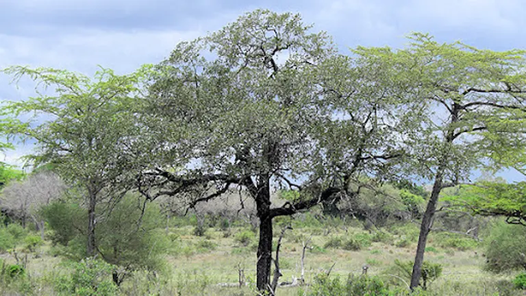 African Ebony (Jackalberry) tree in a grassy savanna landscape.