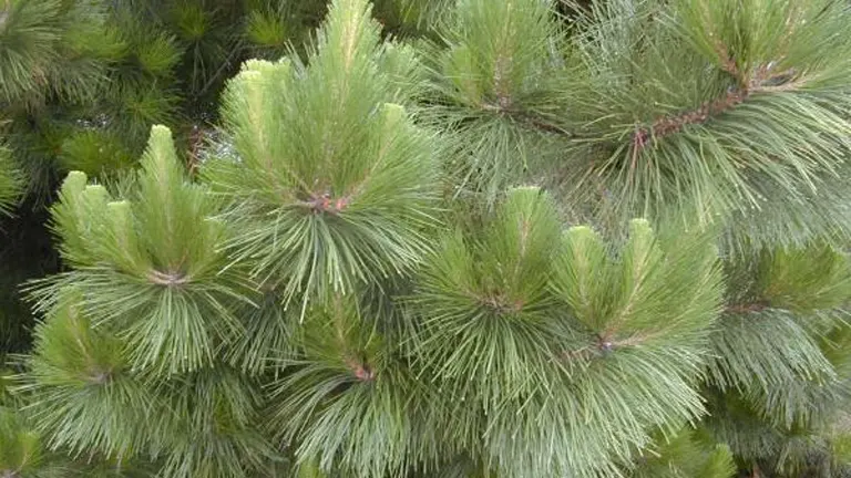 Close-up of Patula Pine Tree (Pinus patula) branches with dense, green needles.