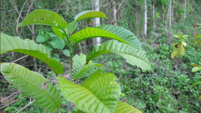 Close-up of Palosapis tree leaves with visible ridges in a forest setting.