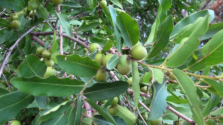 Jackalberry Tree