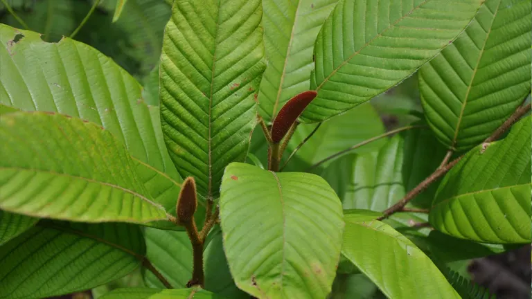 Palosapis Tree