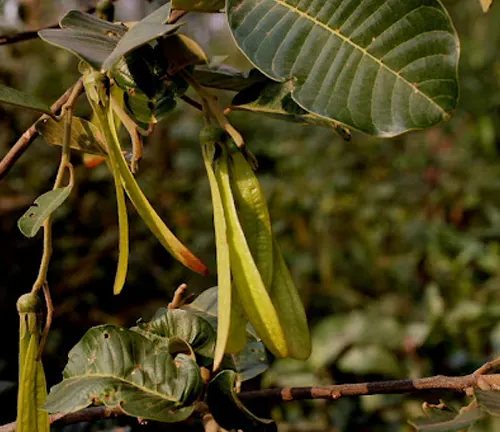 Anisoptera costata leaves and seed pods on a branch.