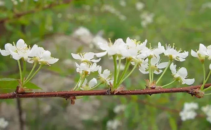 Pin Cherry Tree