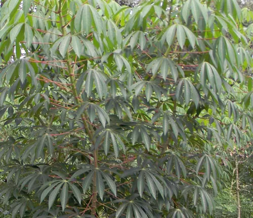 Highland Tuai Tree with slender, pointed green leaves.