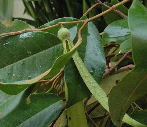 Anisoptera laevis leaves with seed pod on a branch.