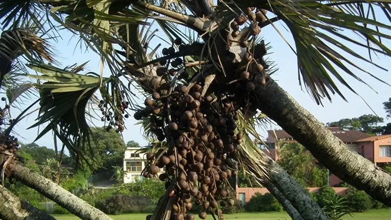 Lala Palm Tree with clusters of brown fruit and fan-shaped leaves.