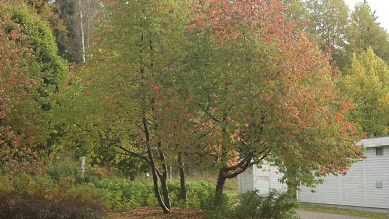 A Pin Cherry Tree with green and red foliage, situated in a landscaped area near a white building and surrounded by greenery.