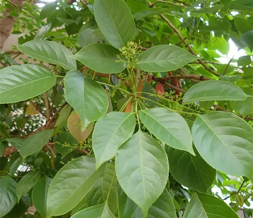 Coastal Tuai Tree with glossy green leaves and small budding flowers.