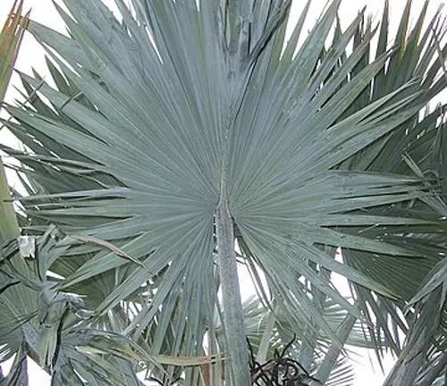 Large, fan-shaped leaf of Hyphaene petersiana (Real Fan Palm).