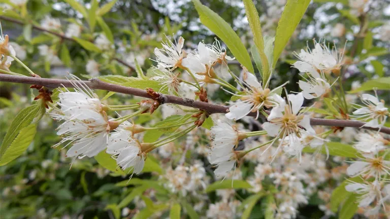 Close-up of Pin Cherry Tree branches with clusters of small white flowers and green leaves.