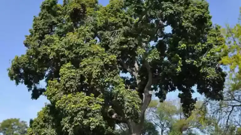 Large Tuai Tree with dense green foliage against a clear sky.