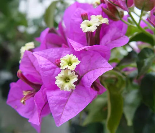 Close-up of purple Bougainvillea glabra bracts with small white flowers.