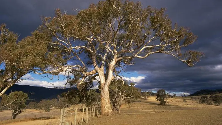 Yellow Box Tree (Eucalyptus melliodora) in an open rural landscape with a dramatic cloudy sky.