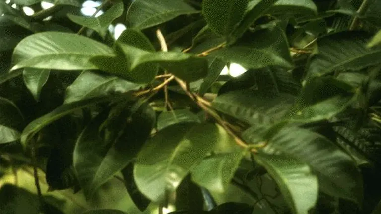 Palosapis tree branch with dense, dark green leaves.