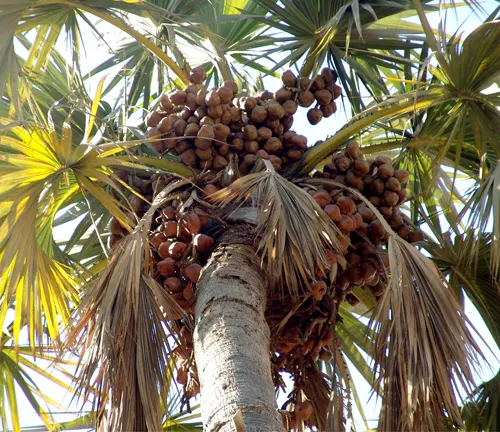 Hyphaene thebaica (Doum Palm) with clusters of brown fruit and fan-shaped leaves.