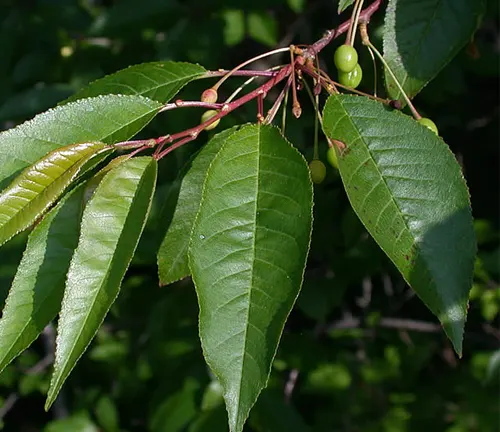 Close-up of Eastern Pin Cherry leaves and unripe green cherries on a branch.