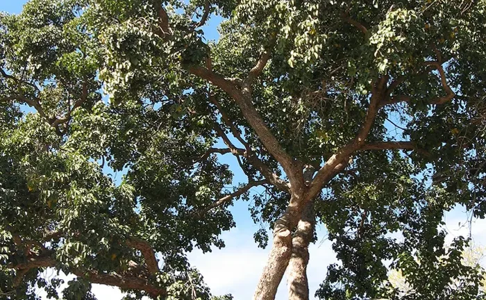 Tuai Tree