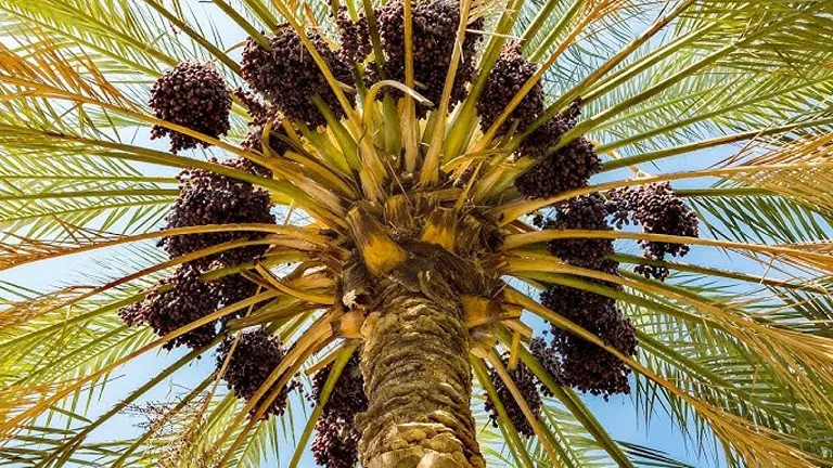 Date palm tree with ripe date clusters and long fronds.