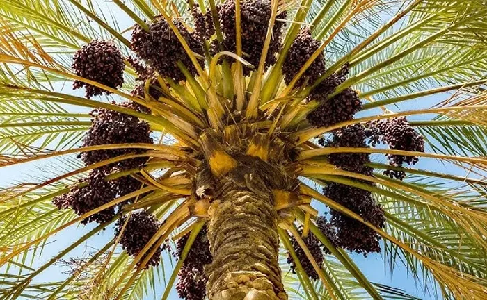 Date Palm Tree