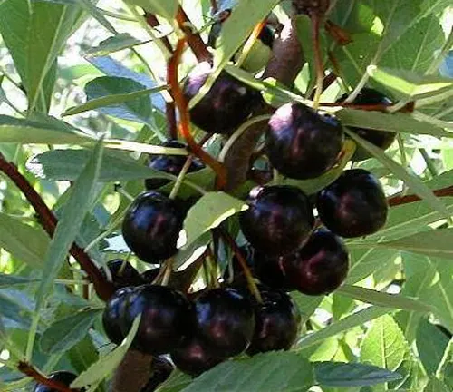 Close-up of Western Pin Cherry branches with clusters of ripe, dark cherries surrounded by green leaves.