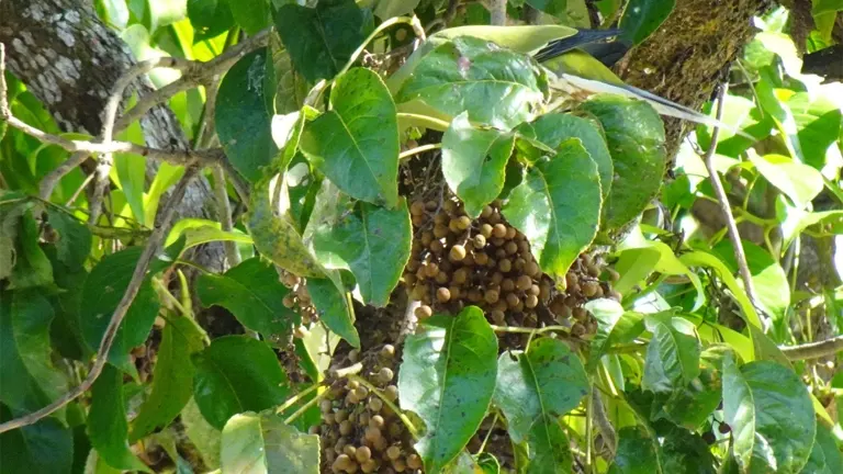 Tuai Tree with clusters of brown fruits and glossy green leaves.