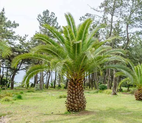 Date palm tree in a grassy, Phoenix Canariensis wooded area