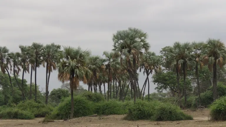 Grove of Lala Palm Trees in a dry, grassy landscape.